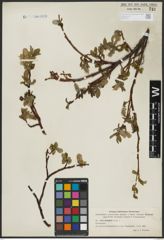 Foto von Salix arctophila Cockerell ex A. Heller